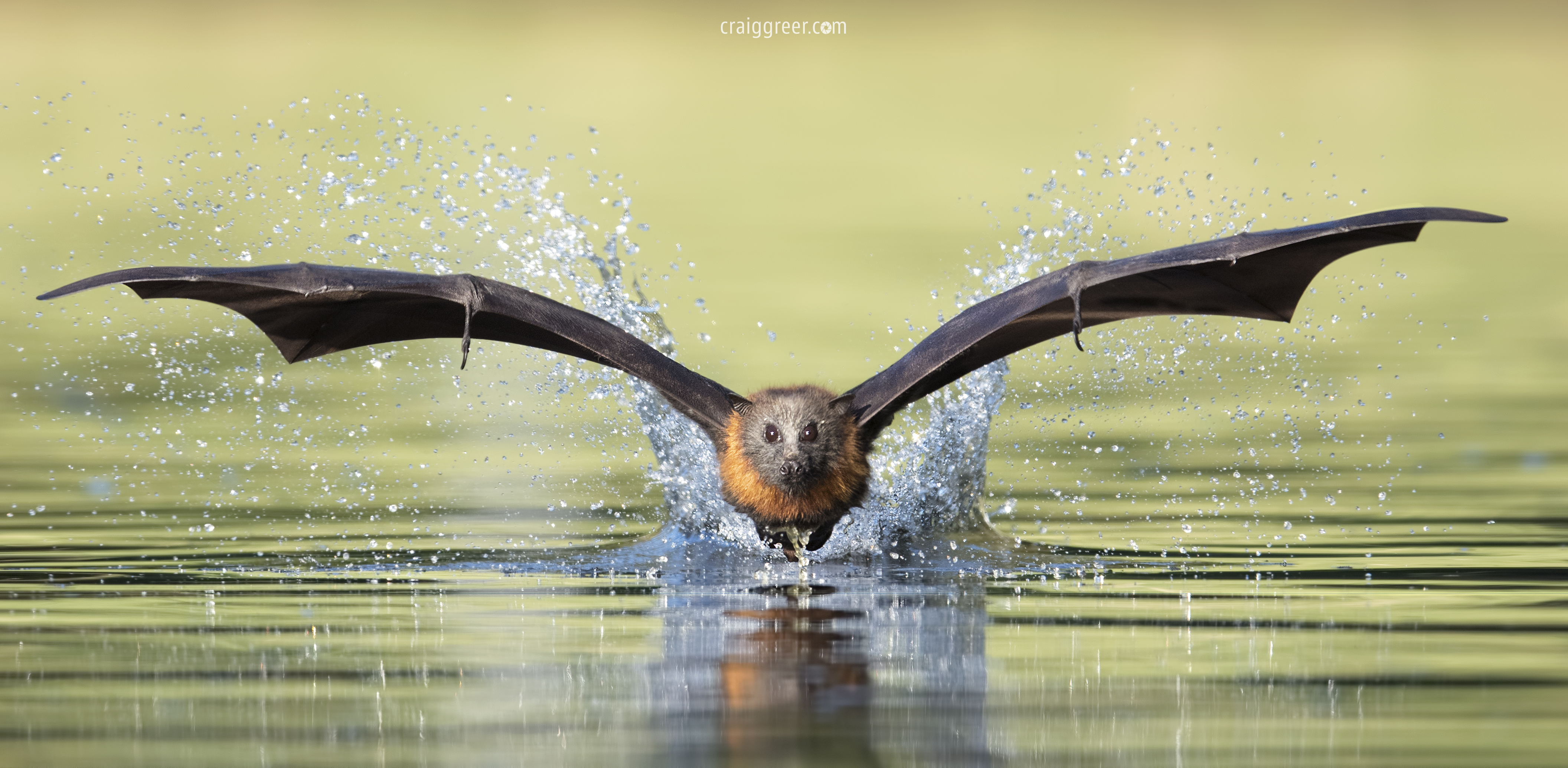 Cute flying deals fox